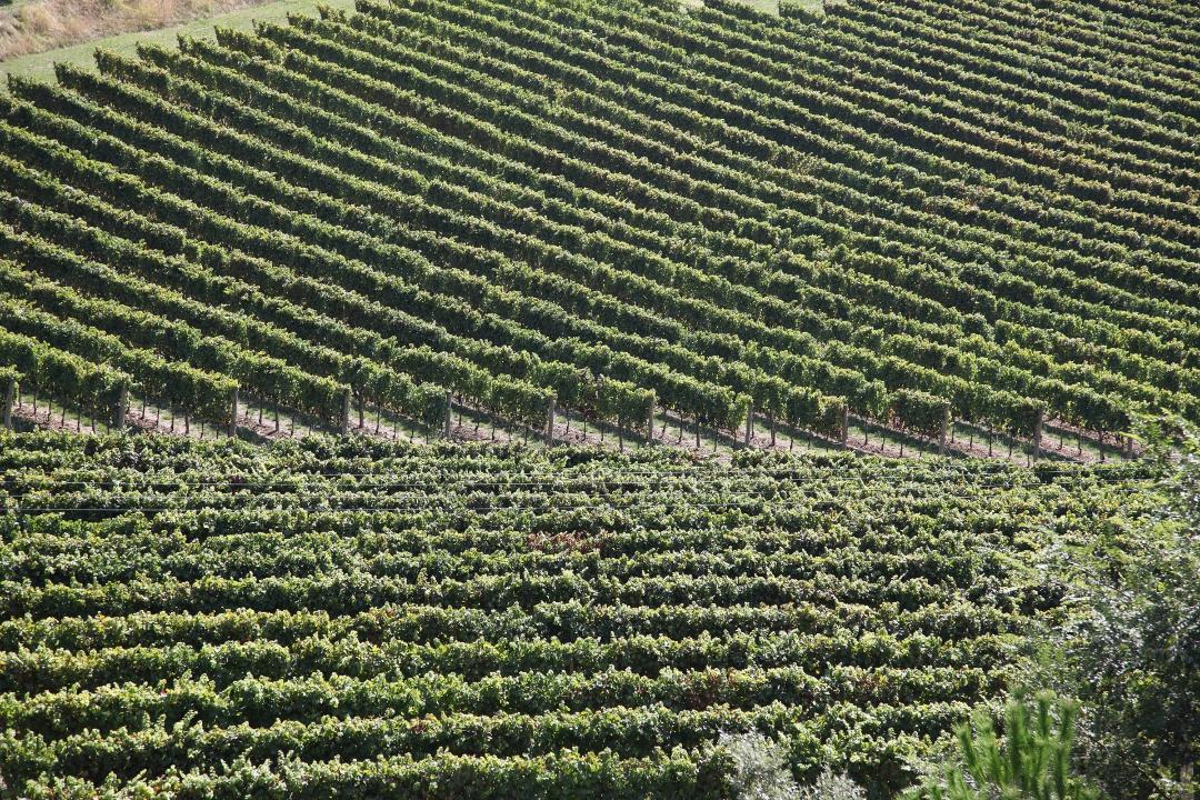 Trebbiano Toscano (o Procanico)