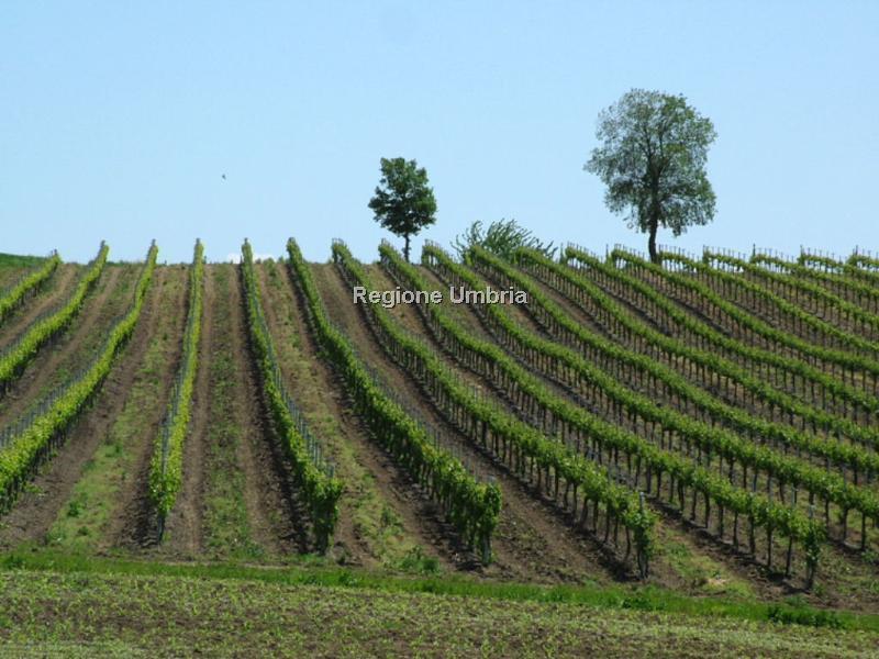 Vini Doc Assisi