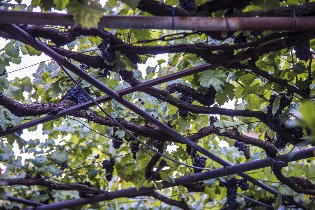 DOC Weine und DOCG Montefalco - Sagrantino