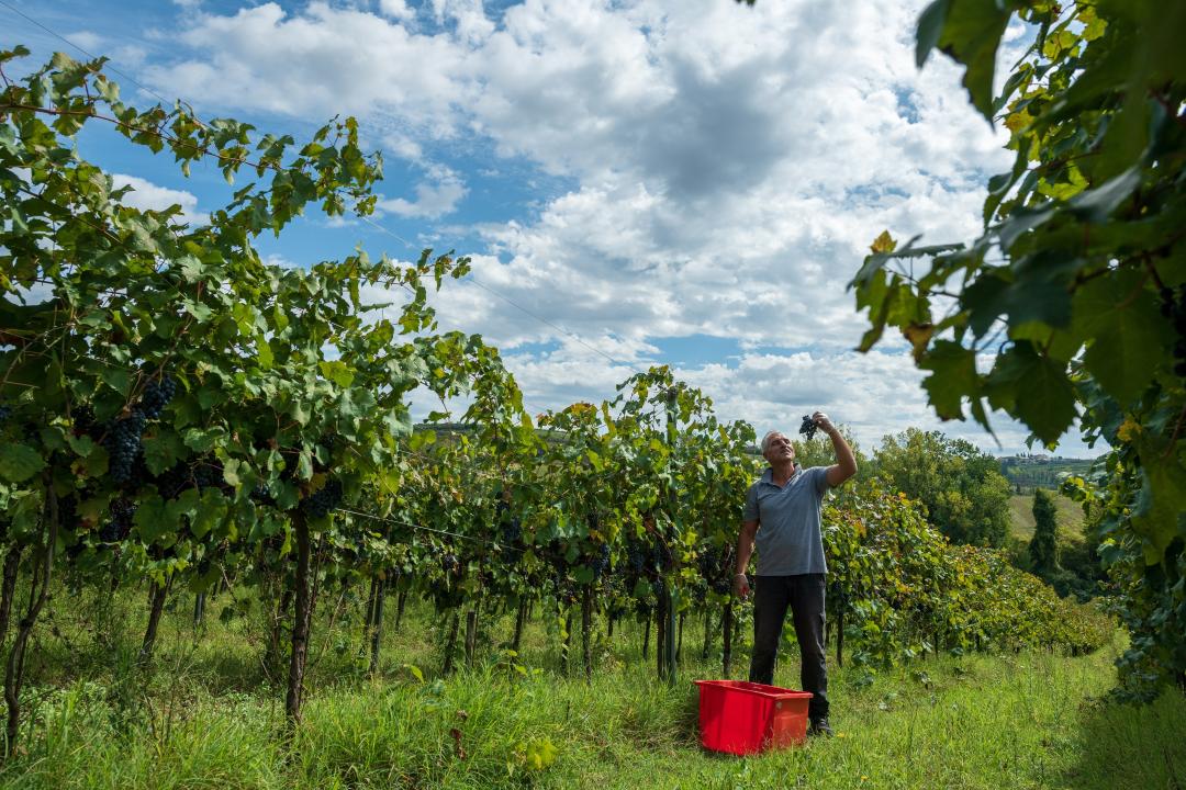 Vini Doc Colli Altotiberini