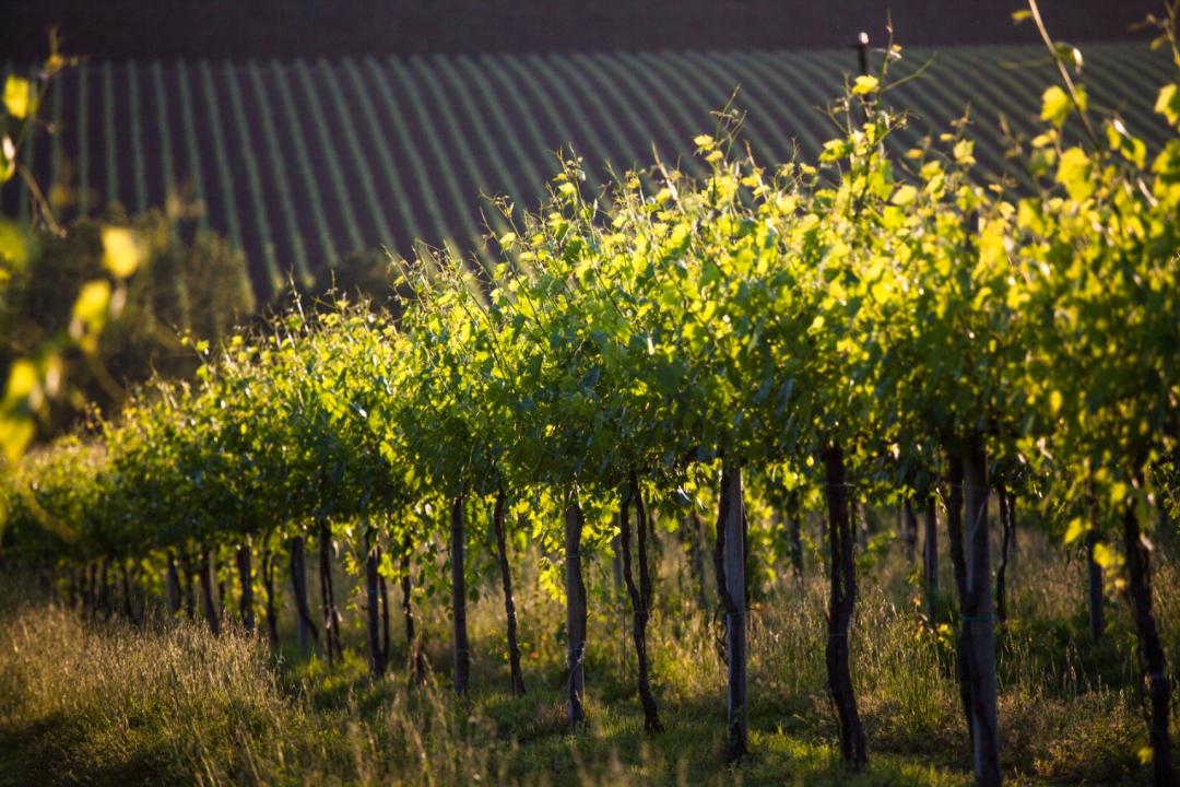 Vini Doc Colli Perugini