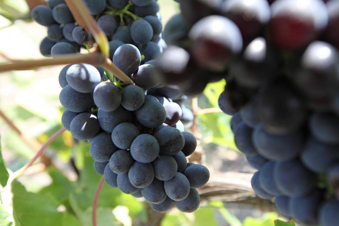 Vini Doc Lago di Corbara