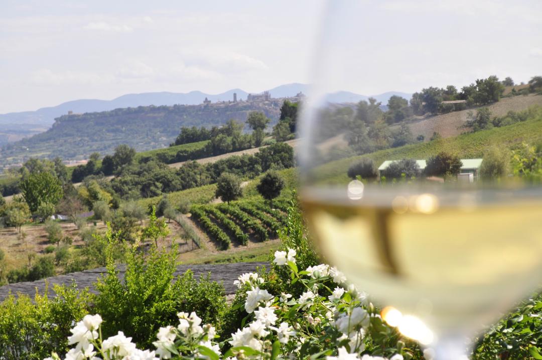 Vini DOC Orvieto - Grechetto di Orvieto