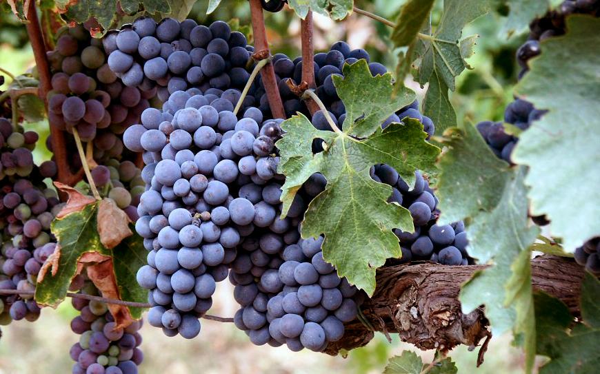 Vini Doc Todi