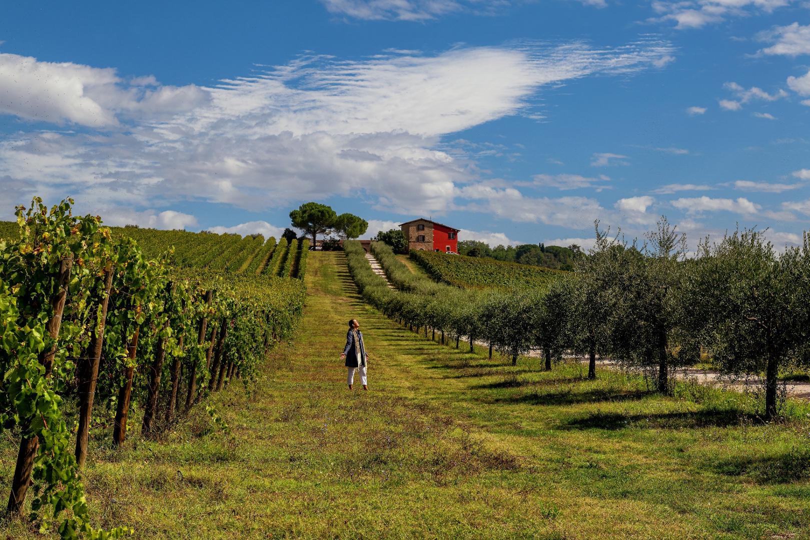 Vini Doc e Docg Torgiano
