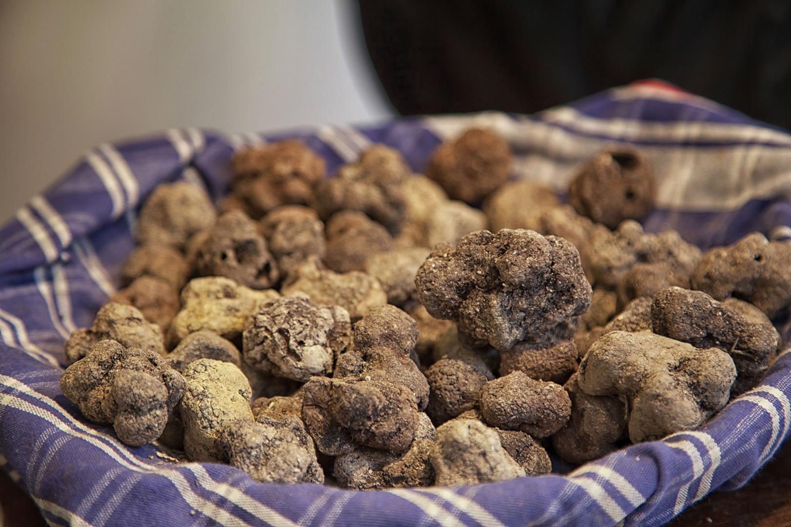 White truffles in Umbria and their conservation