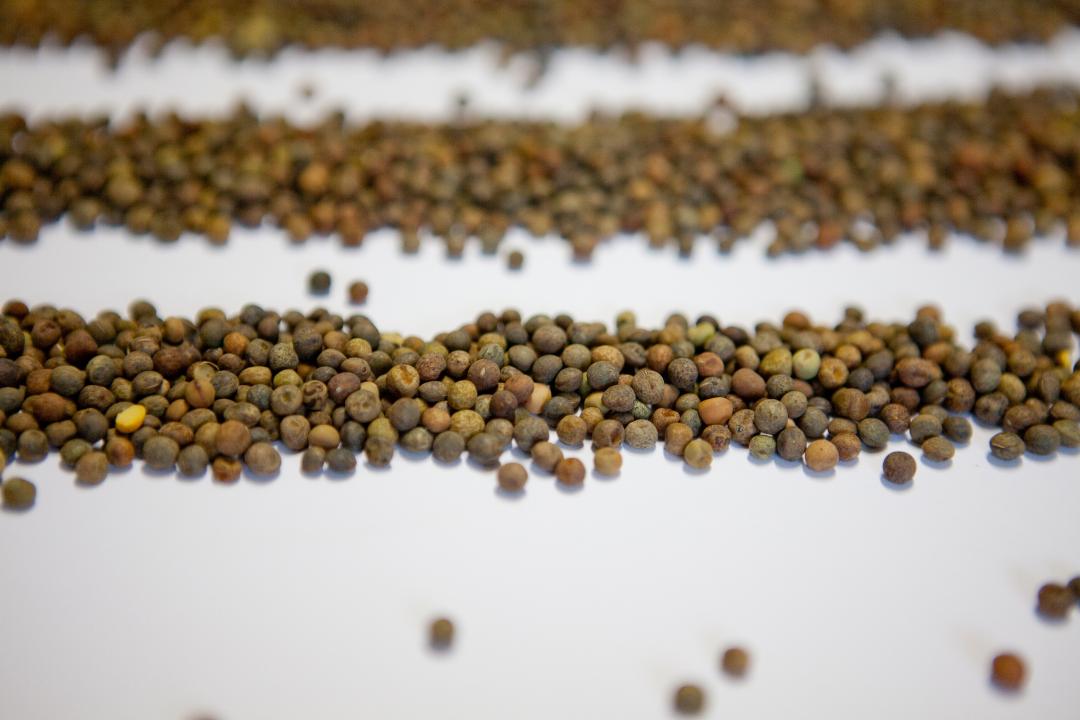 Graines de Roveja séchées, disposées en rangées sur une surface blanche, avec des nuances de brun, vert et ocre.