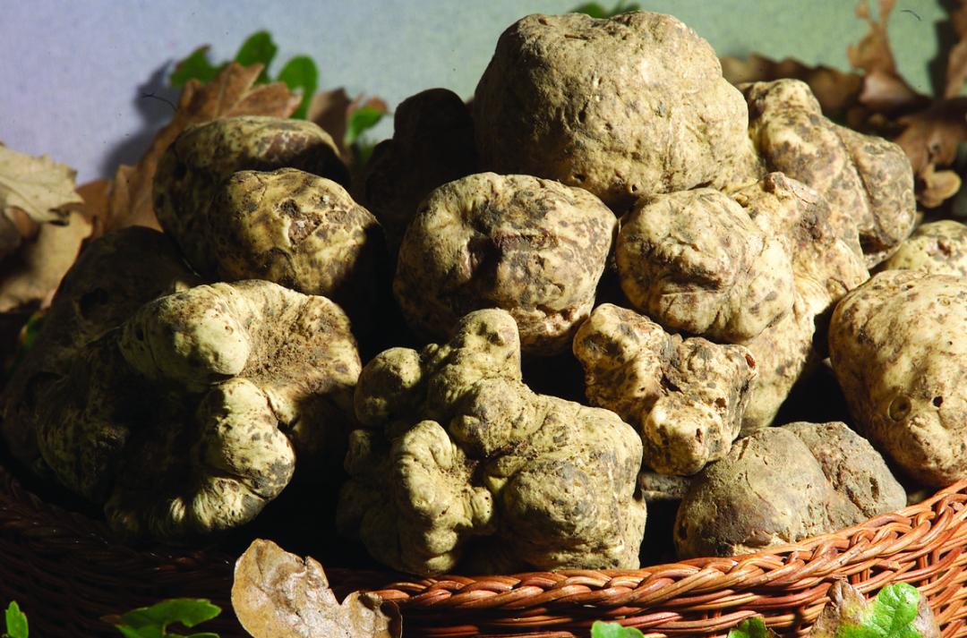 White truffles in Umbria and their conservation