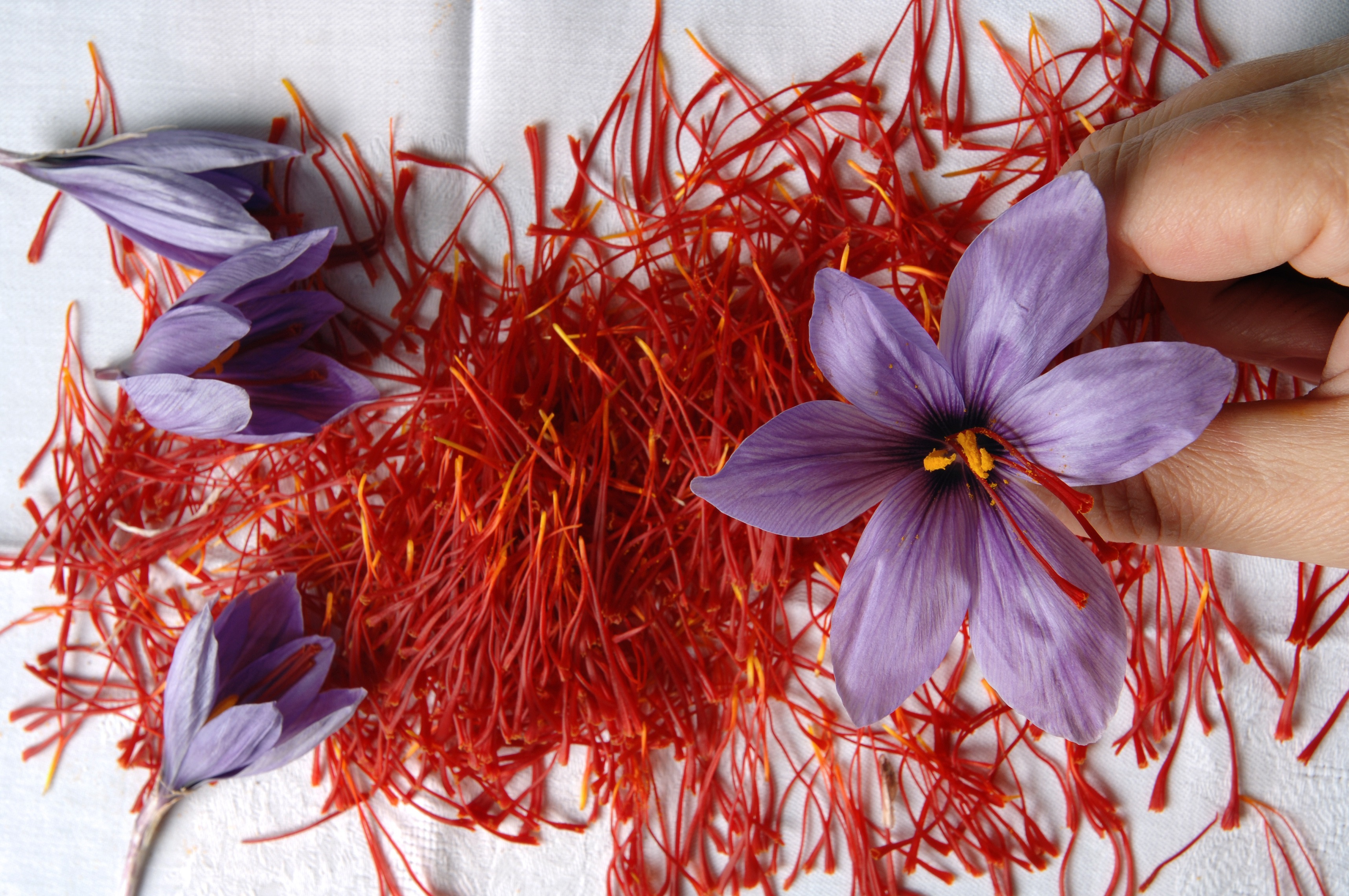 Saffron in Umbria