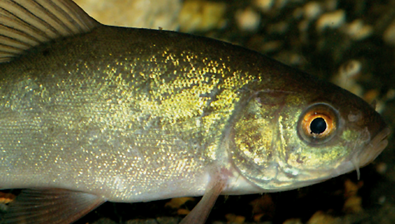 Close-up of a tench, a freshwater fish with an iridescent body, immersed in its natural habitat.