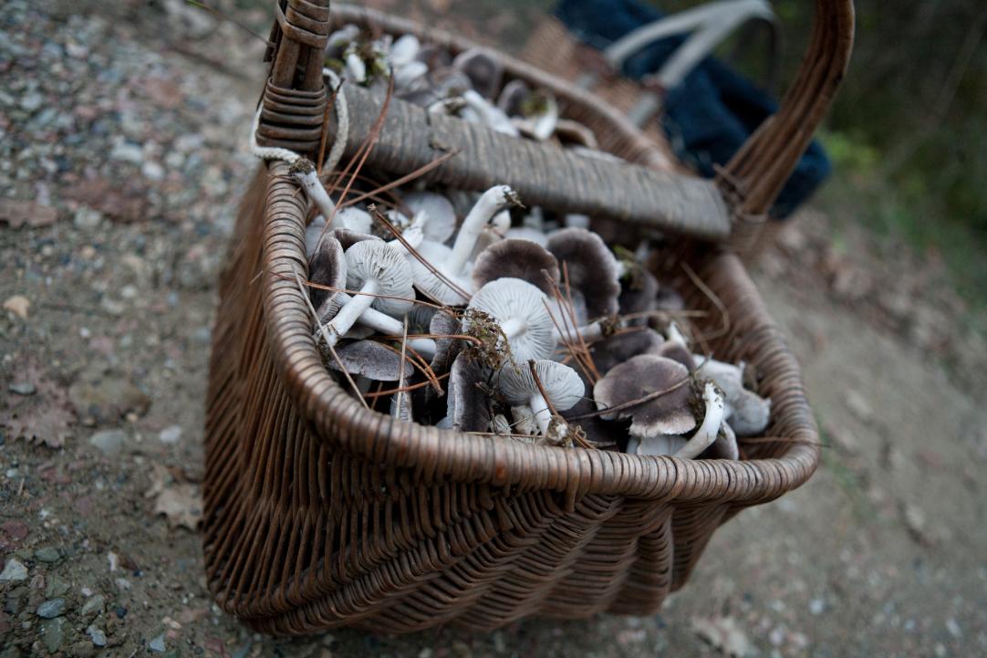 A journey into taste, discovering the wines of Orvieto