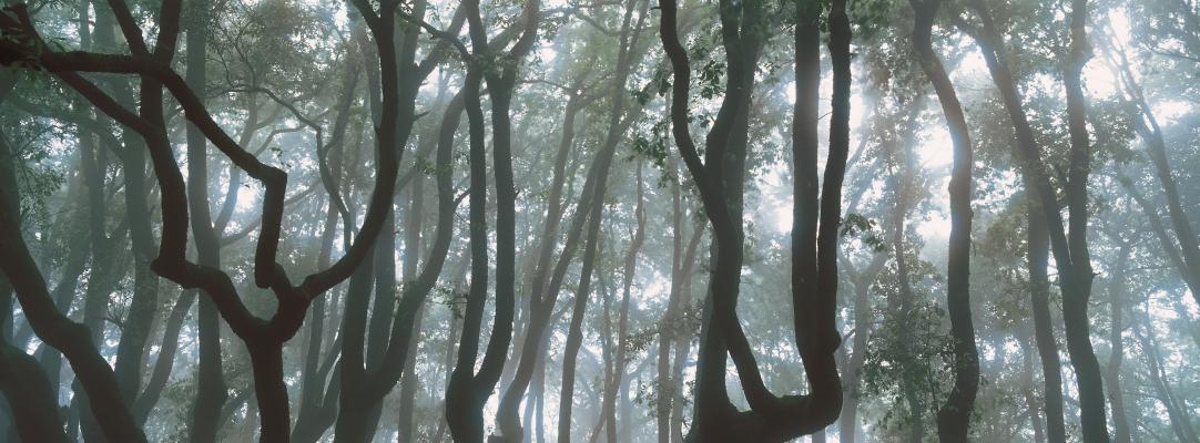 Itinerario da Assisi a Gubbio