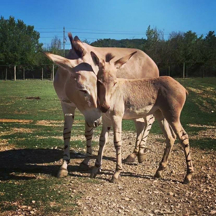 Immagine: Leo Wild Park et Parc Beverly Pepper – Todi