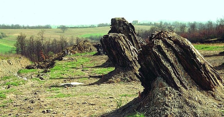 Des troncs d'arbres fossilisés émergent du sol dans un champ entouré de végétation.