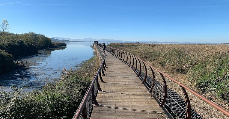 Une passerelle piétonne suspendue entre des roseaux et des étendues d'eau, avec le lac Trasimène en arrière-plan.