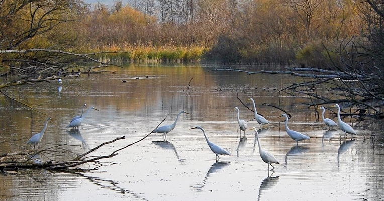 Un groupe de hérons blancs immobile dans une étendue d’eau dans une réserve naturelle.