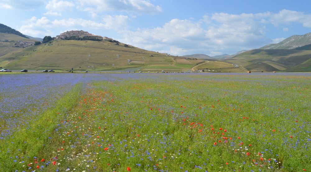 Fioritura di Castelluccio di Norcia, con papaveri e fiordalisi variopinti; sullo sfondo un borgo arroccato su una collina.