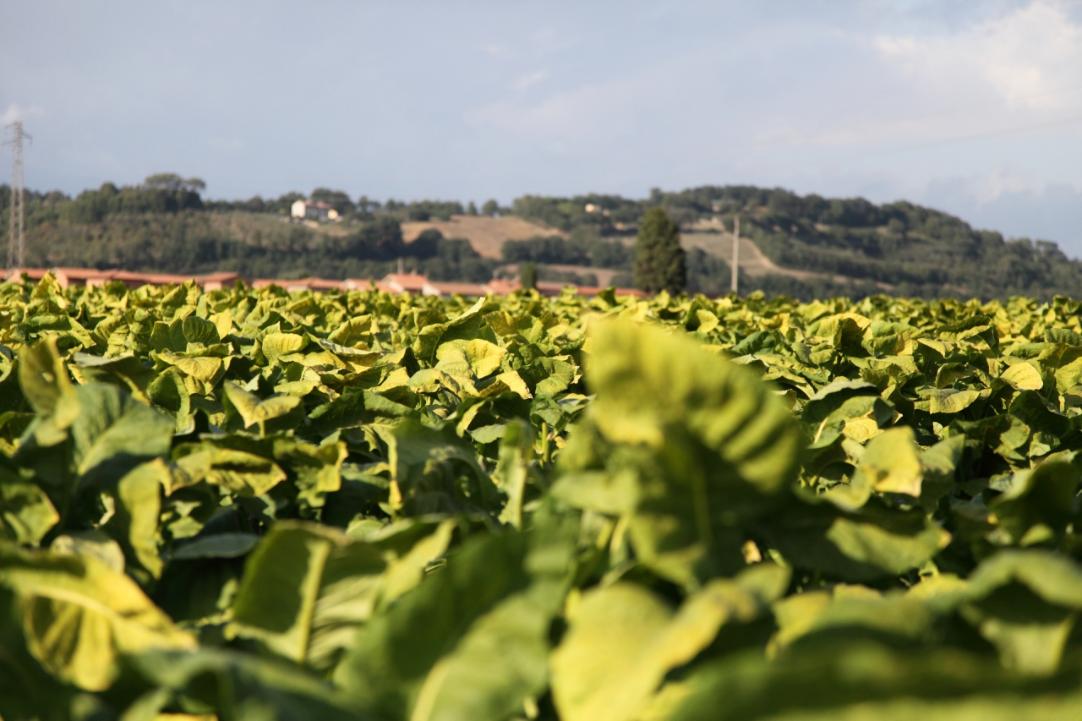 MTB - Eine Reise um Citta di Castello.