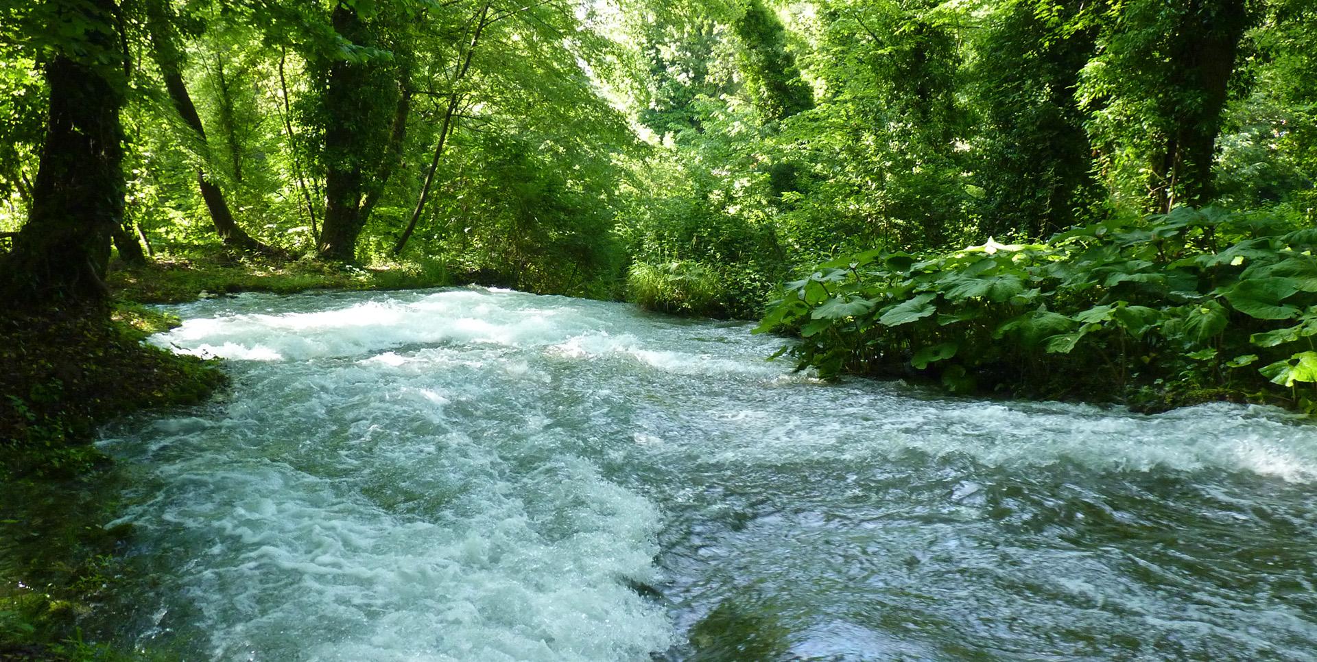 Ein Bach mitten in der Natur mit kristallklarem Wasser und Stromschnellen, umgeben von üppigen Bäumen und Vegetation.