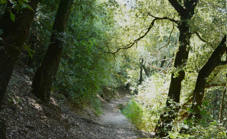Holm oaks in Sassovivo
