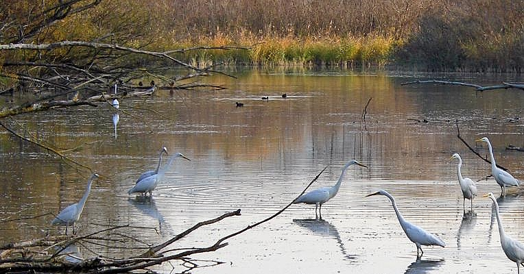 Immagine: Oase von Alviano