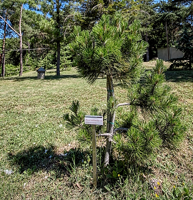 Detail of Pino loricato of Pollino