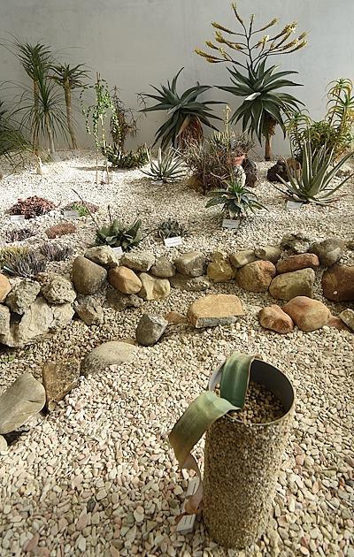 Detail of The welwitschia