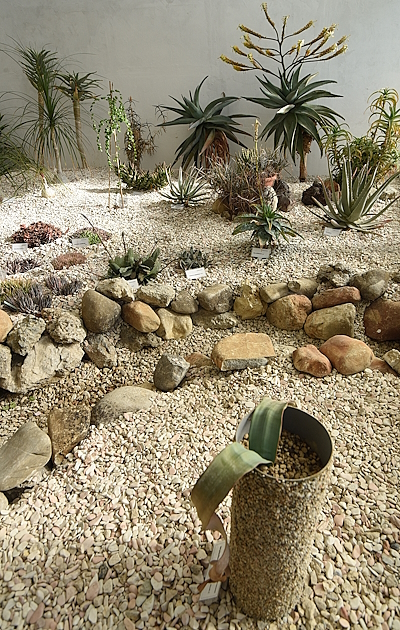 Detail of The welwitschia