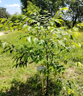 Detail of The Muku survived the atomic bomb