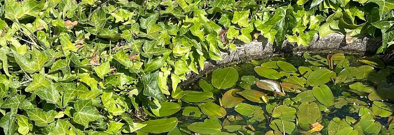 Immagine: orto botanico 