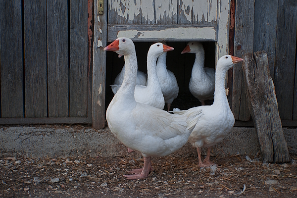 : Image of three white geese with red beaks emerging from their aviary Credits Photo: Valentina Stacchiotti