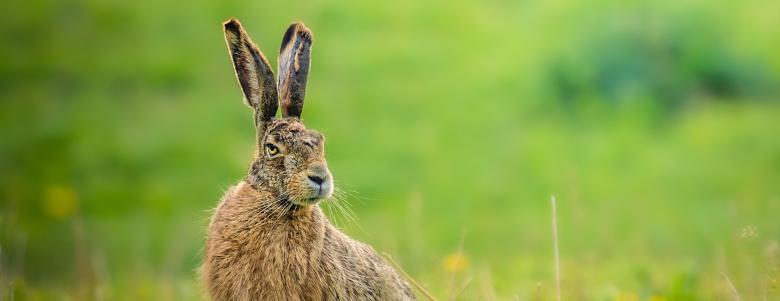 Immagine: A wild hare with long straight ears photographed surrounded by greenery Photo credits: Daniele Preziotti 