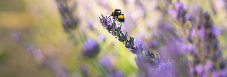 Immagine: The Dance of the Bees 