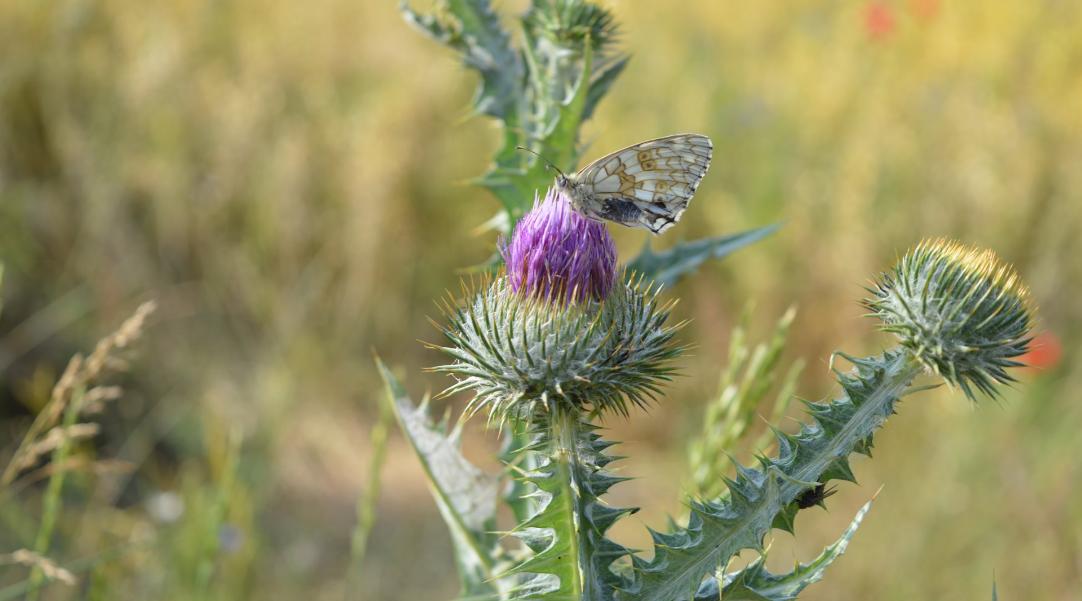 Parco nazionale dei Monti Sibillini