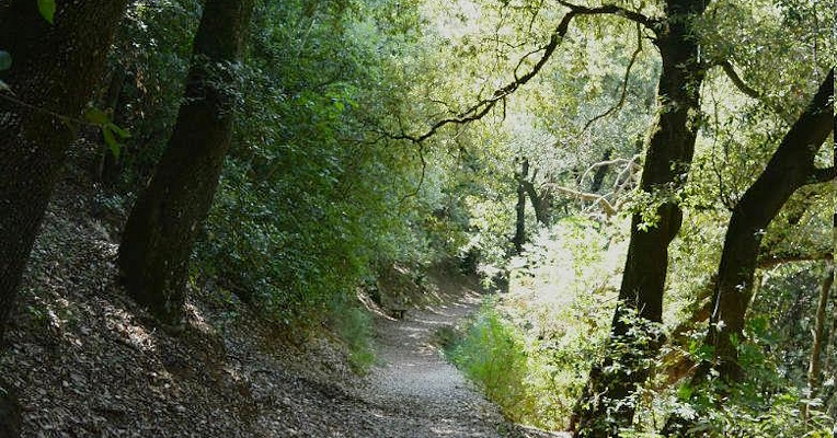 A picturesque glimpse of the trail winding through a dense forest, part of the trekking route connecting the Abbey of Sassovivo to the majestic Sasso di Pale. Nature envelops visitors in an embrace of tranquility and beauty.