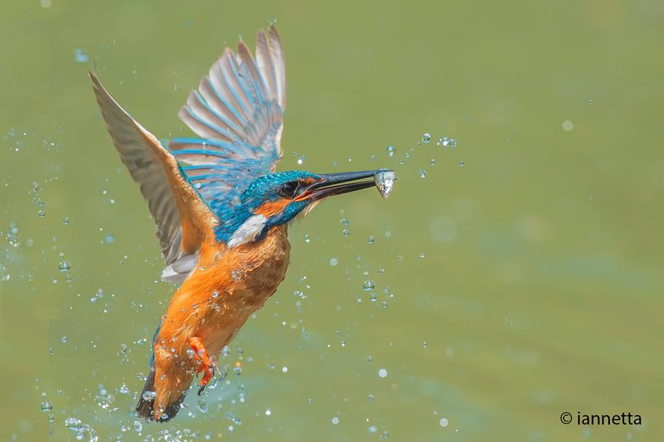 Birdwatching all'Oasi WWF Lago di Alviano