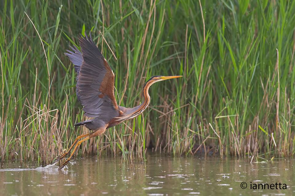 Birdwatching all'Oasi WWF Lago di Alviano
