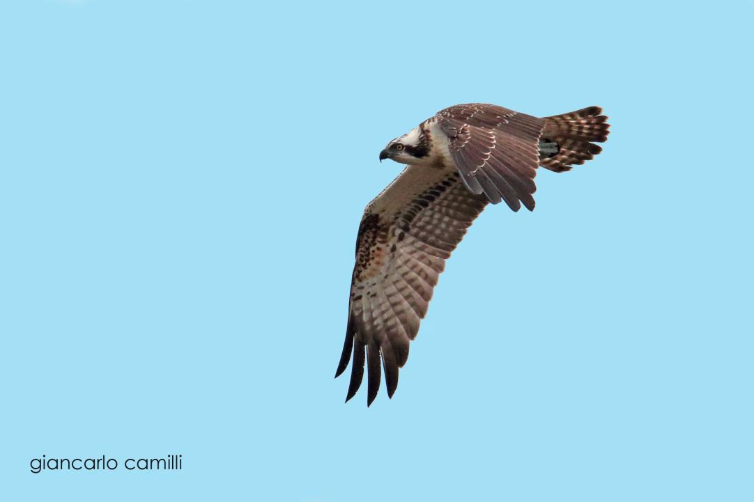 Birdwatching all'Oasi WWF Lago di Alviano