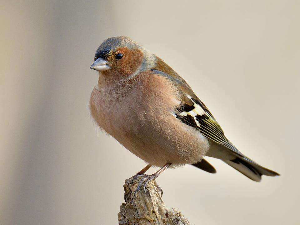 Birdwatching at the Alviano Lake WWF Oasis
