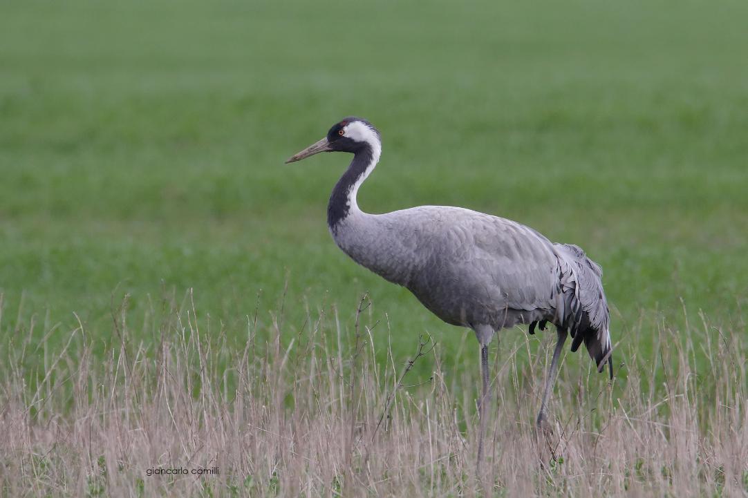 Birdwatching all'Oasi WWF Lago di Alviano