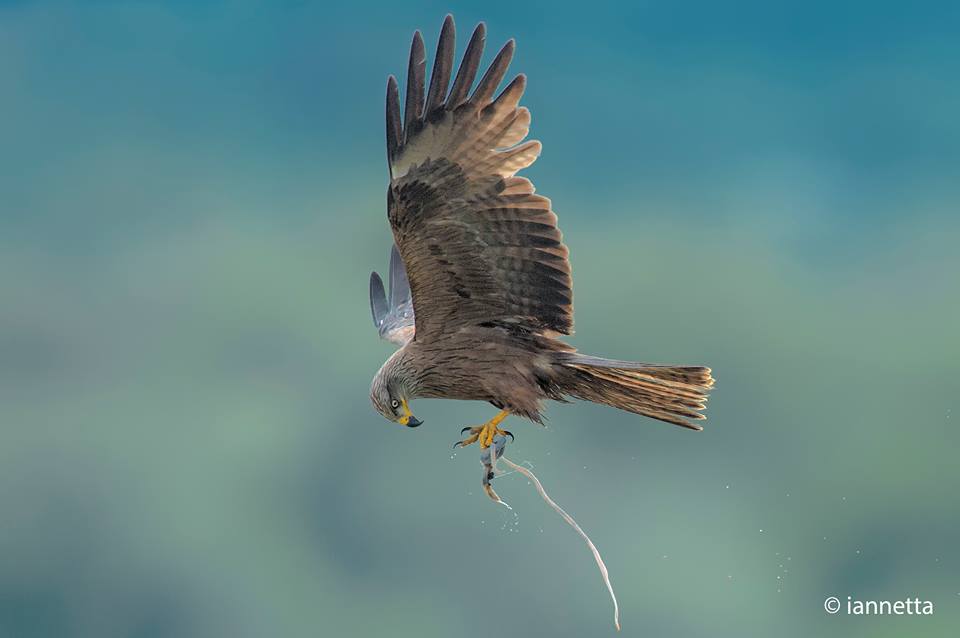 Birdwatching all'Oasi WWF Lago di Alviano