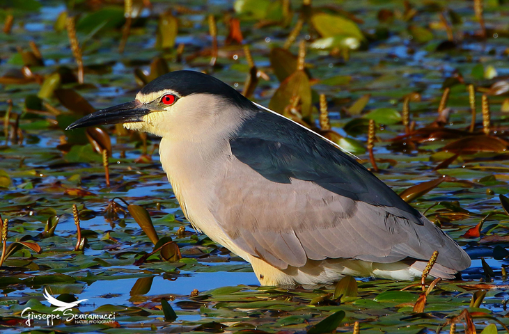 Birdwatching all'Oasi WWF Lago di Alviano