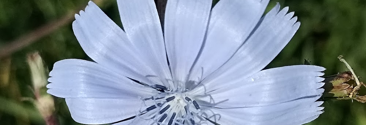 chicory flower detail