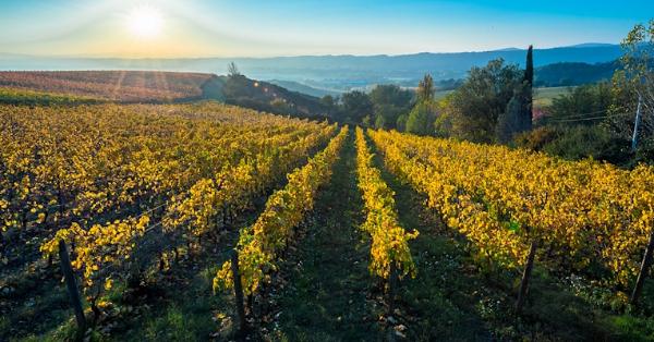  Rows of a vineyard in autumn with the leaves now turning yellow, overlooking the Umbrian hills 