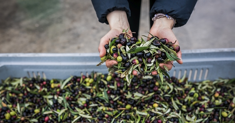 Hands holding black and green olives with leaves, over a large crate full of freshly harvested olives 