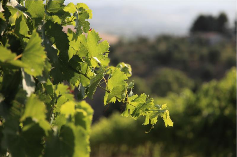 Da Narni ad Orvieto lungo la Strada dei vini Etrusco Romana