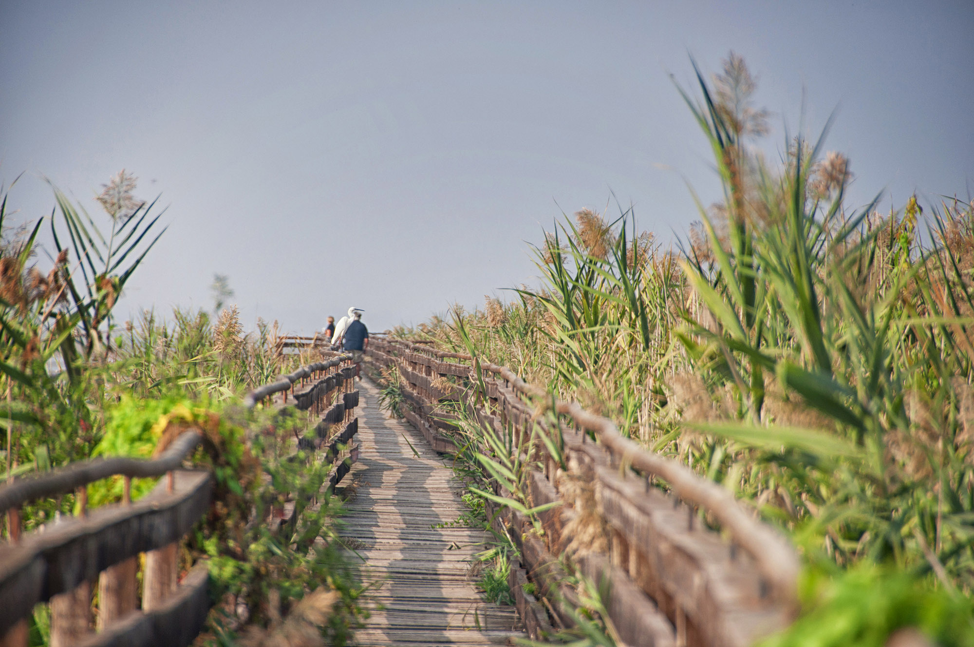Birdwatching at Lake Trasimeno
