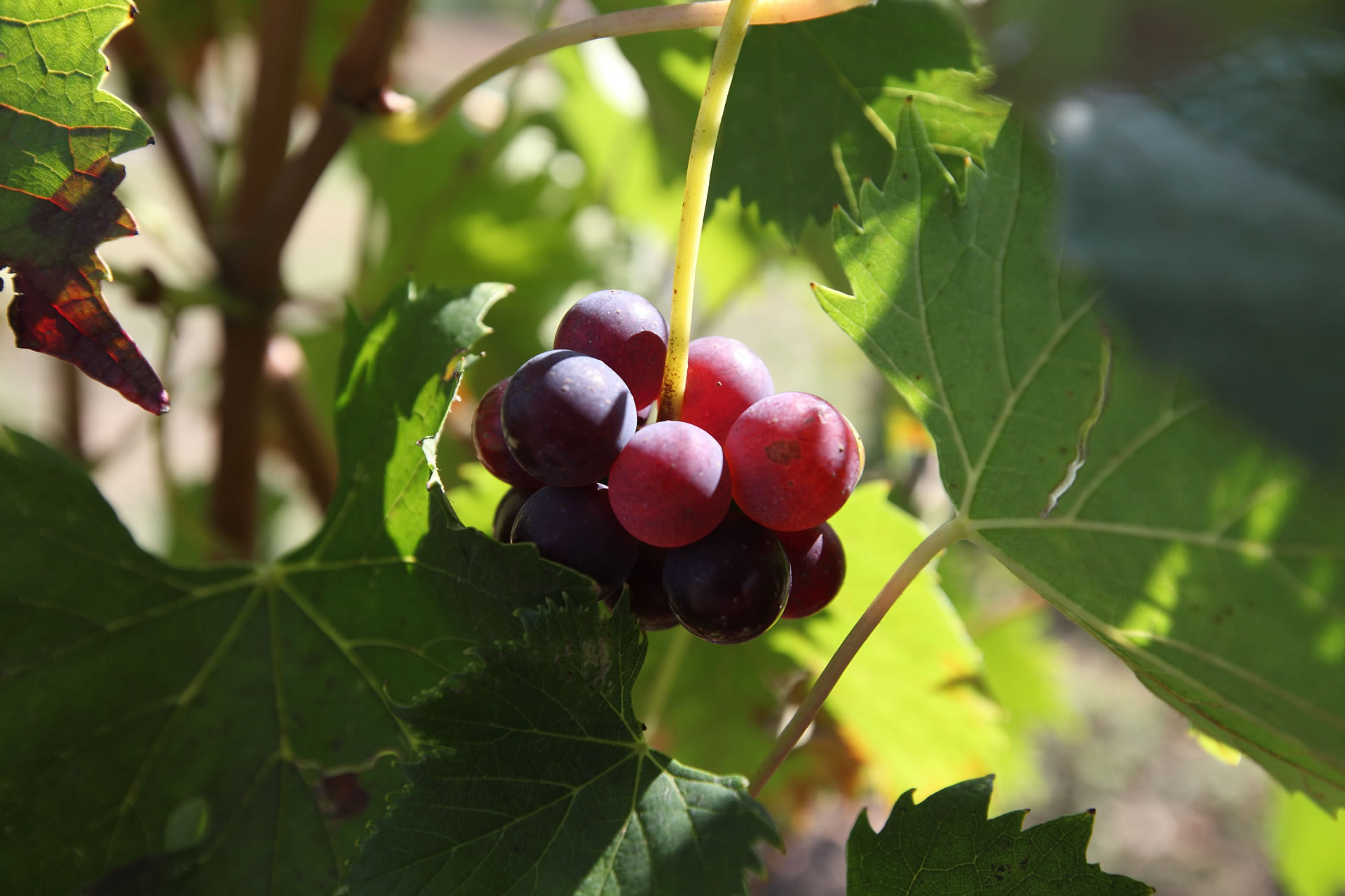 From Passignano to Castiglione along the Colli del Trasimeno Wine Route