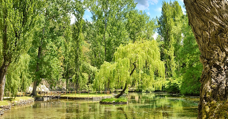 Les Sources du Clitunno, avec une eau limpide qui reflète la verdure des arbres. Un saule pleureur solitaire se détache au centre.