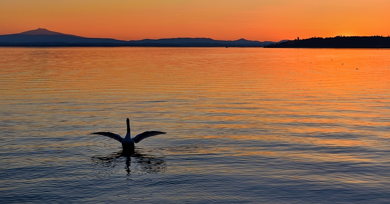 Le lac Trasimène au coucher du soleil : les silhouettes des collines et d’une île se détachent sur un ciel orangé tandis qu’un cygne déploie ses ailes sur l'eau